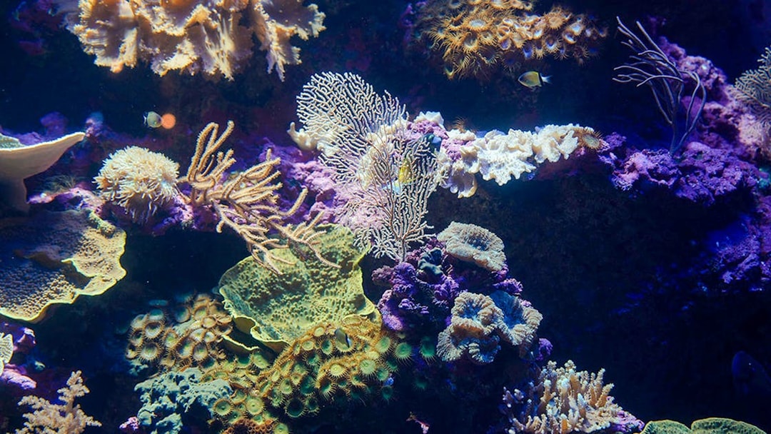 Coral reef with diverse marine life at Singapore Oceanarium.