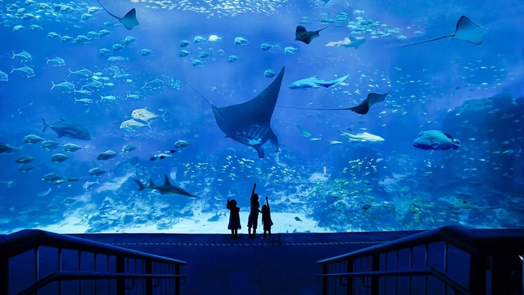 Children observing marine life at S.E.A. Aquarium Singapore.