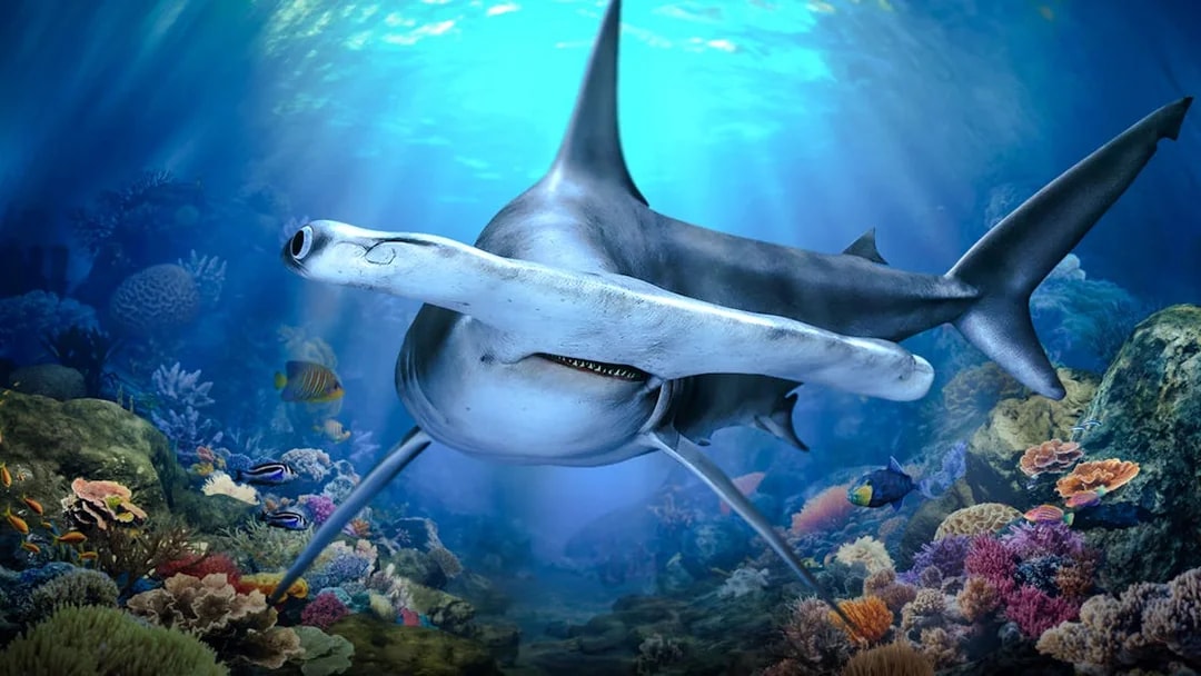 Hammerhead shark swimming in Singapore Oceanarium coral reef exhibit.