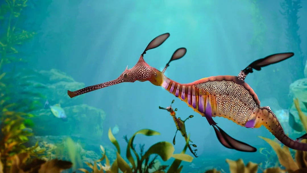 Sea horse swimming in Singapore Oceanarium exhibit.