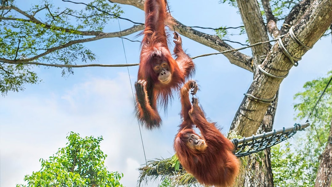 Orangutans swinging on ropes at Singapore Zoo.