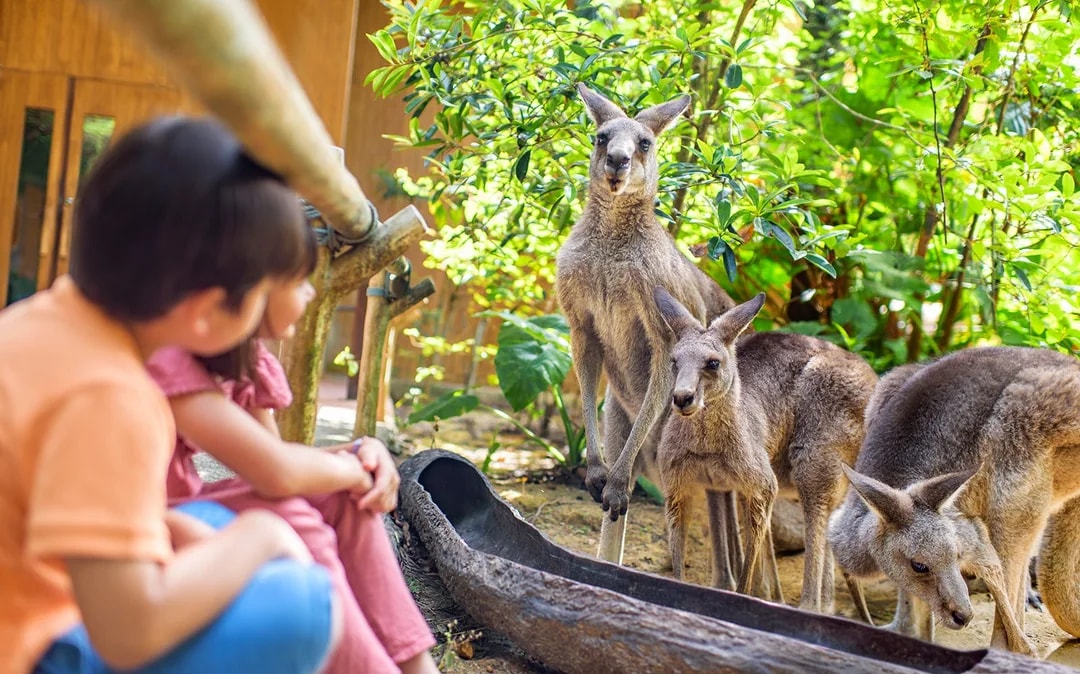 Singapore Zoo Tickets | Mandai Wildlife Reserve Image 6