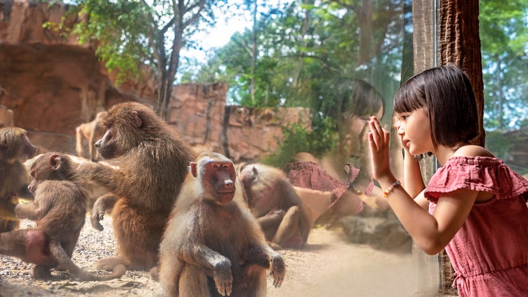 Child observing baboons through glass at Singapore Zoo.