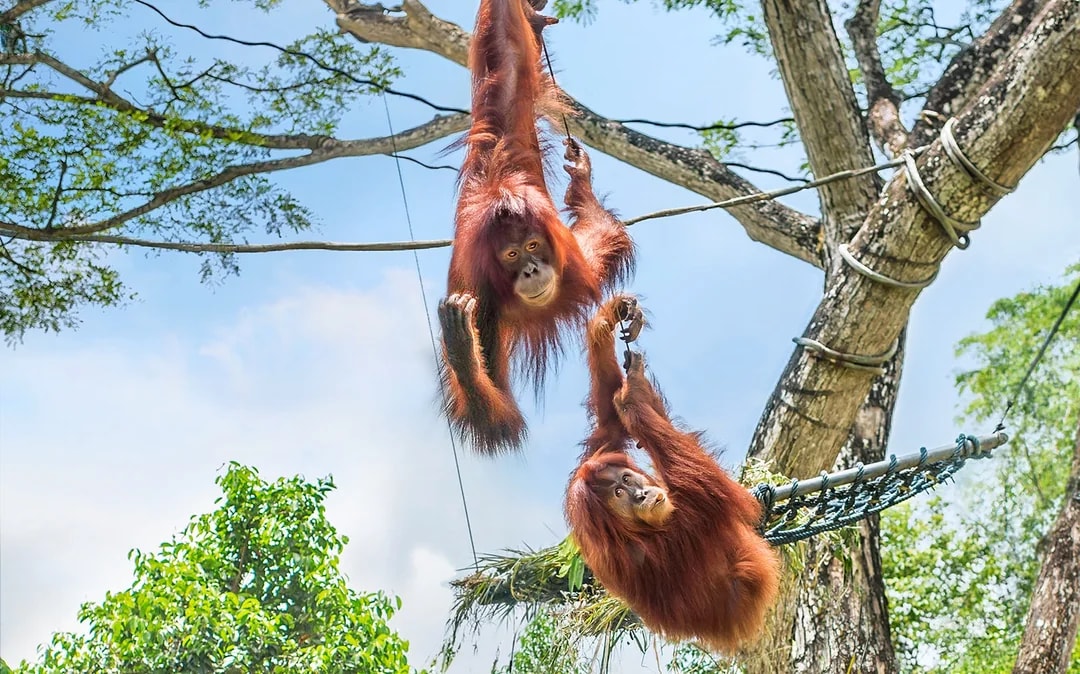 Singapore Zoo Tickets | Mandai Wildlife Reserve Image 7