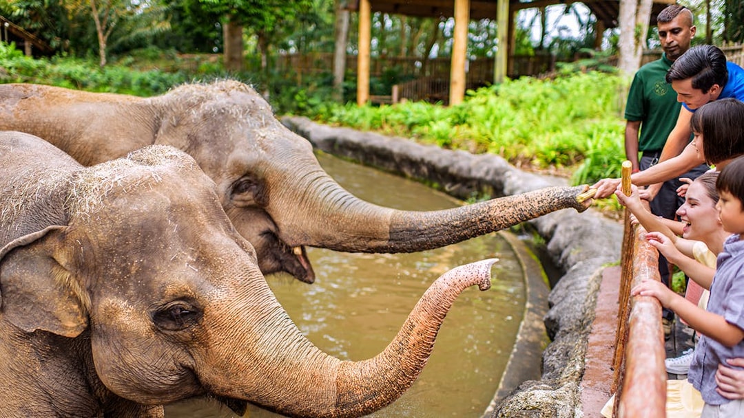 Visitors feeding elephants at Singapore Zoo.