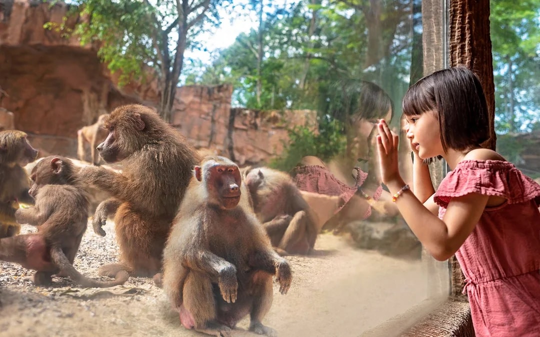 Singapore Zoo Tickets | Mandai Wildlife Reserve Image 8