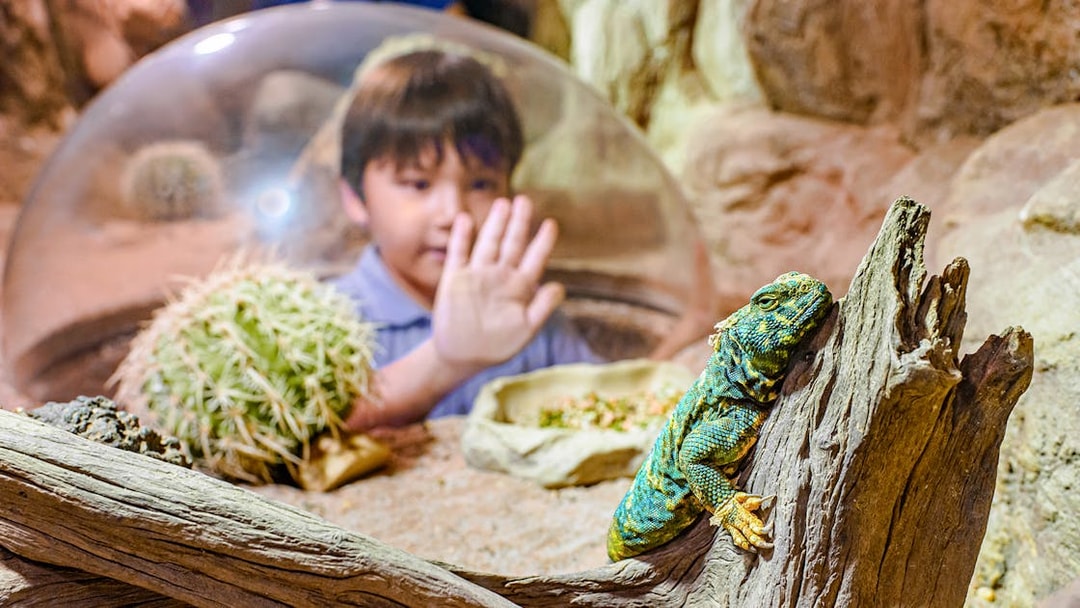 Child observing a lizard on a log at Singapore Zoo reptile exhibit.