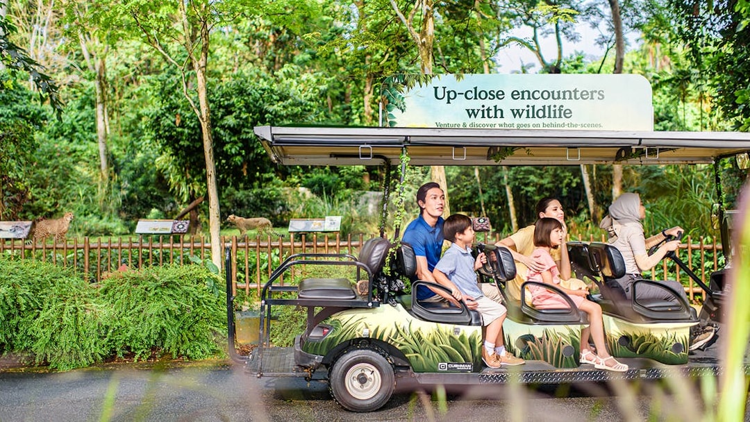 Visitors on a tram tour observing wildlife at Singapore Zoo.