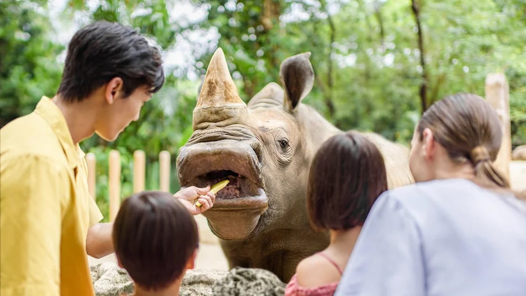 Family feeding a rhino at Singapore Zoo.