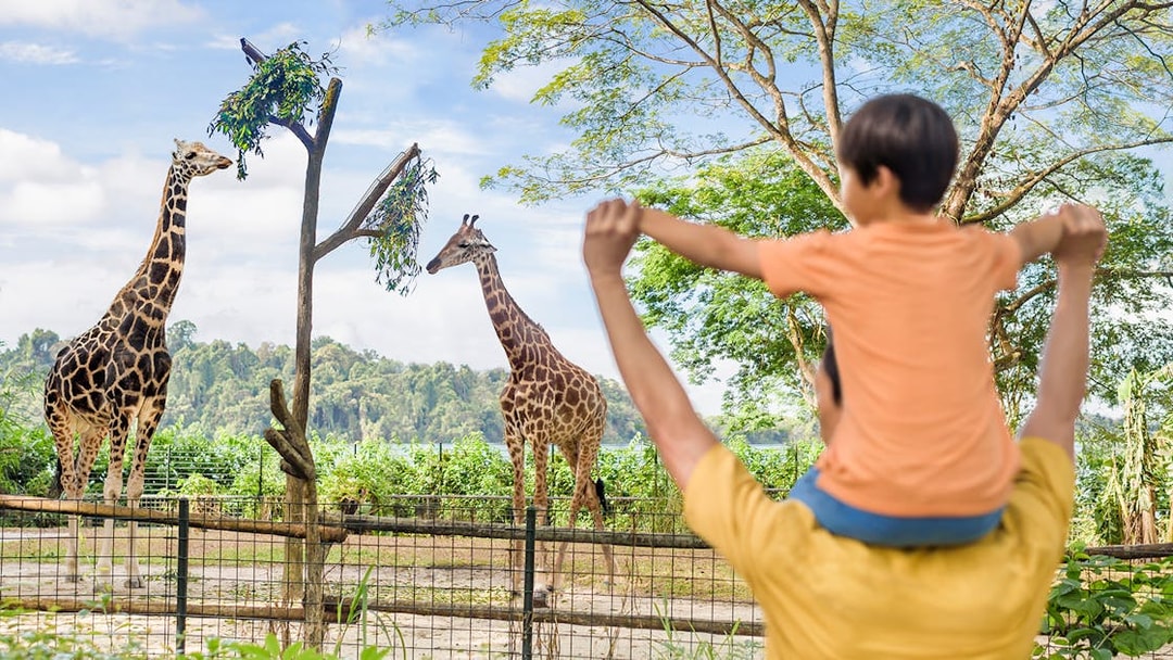 Father and son observing giraffes at Singapore Zoo.