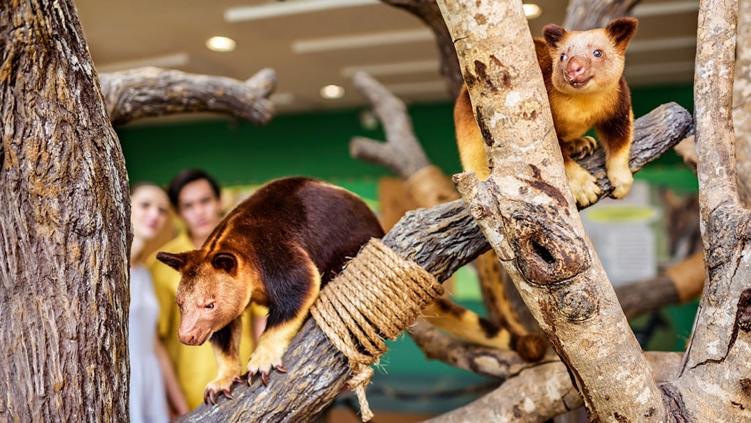 Tree kangaroos on branches with visitors in the background at Singapore Zoo.