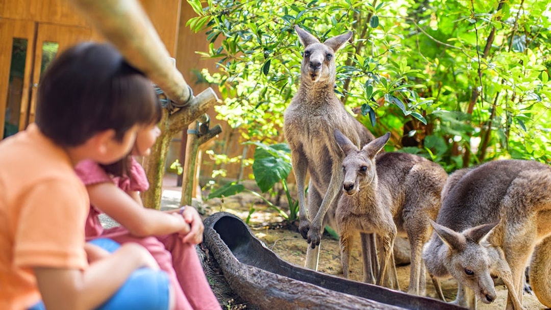 Children observing kangaroos at a zoo exhibit.