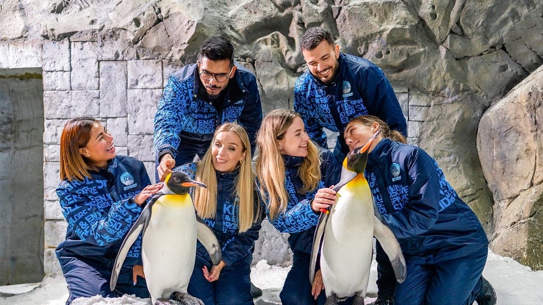 Guests interacting with penguins at Ski Dubai's Penguin Encounter.