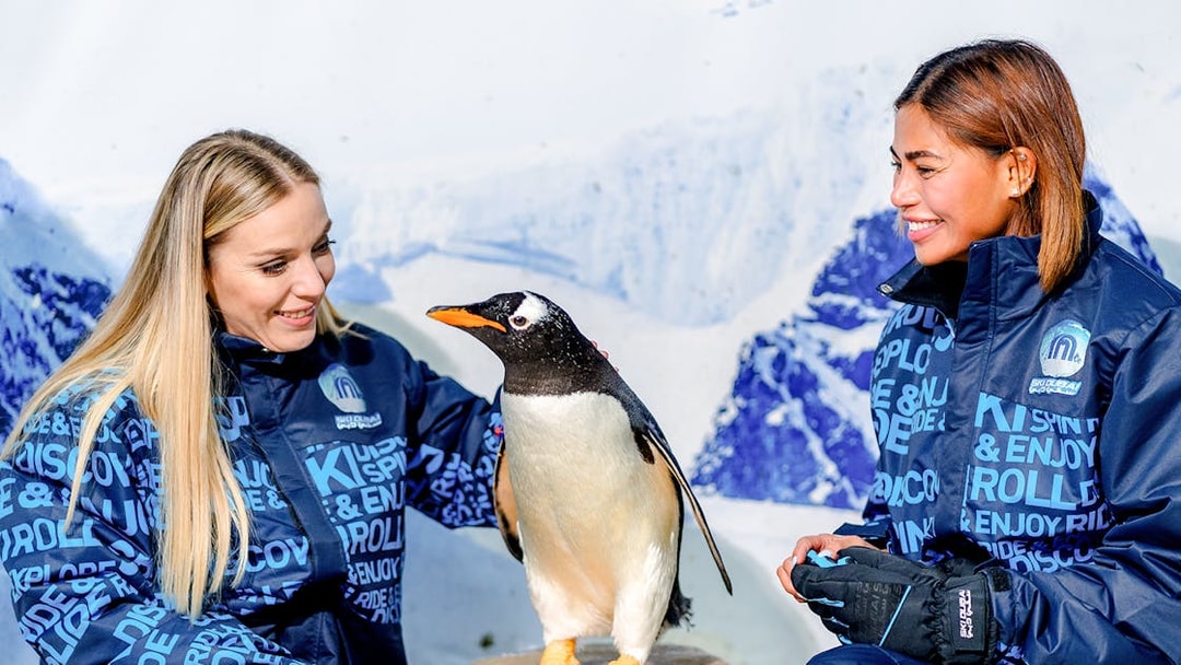 Visitors interacting with a penguin at Ski Dubai Penguin Encounter.