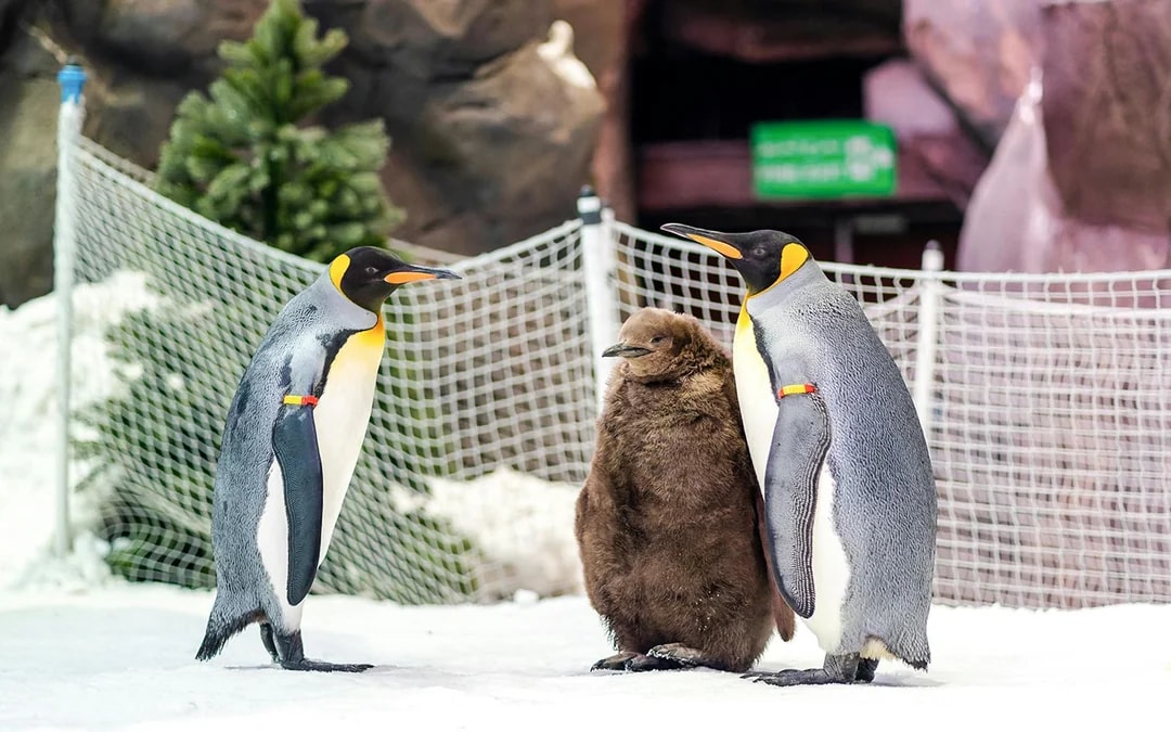Ski Dubai: Snow Premium Tickets with Penguin Encounter Image 6