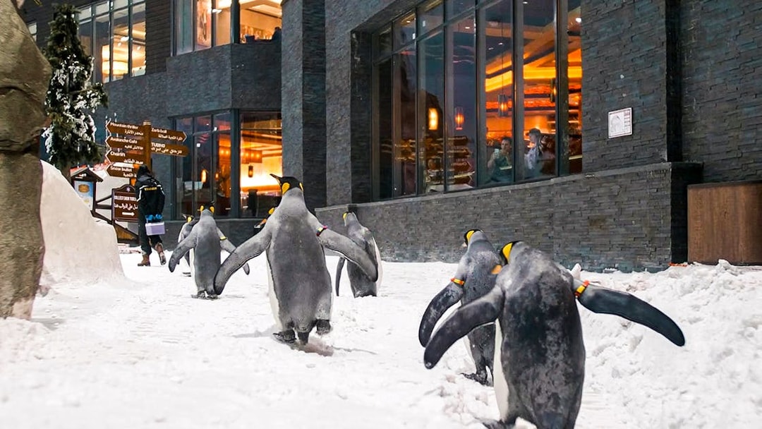 Penguins walking in snow at Ski Dubai Penguin Encounter.
