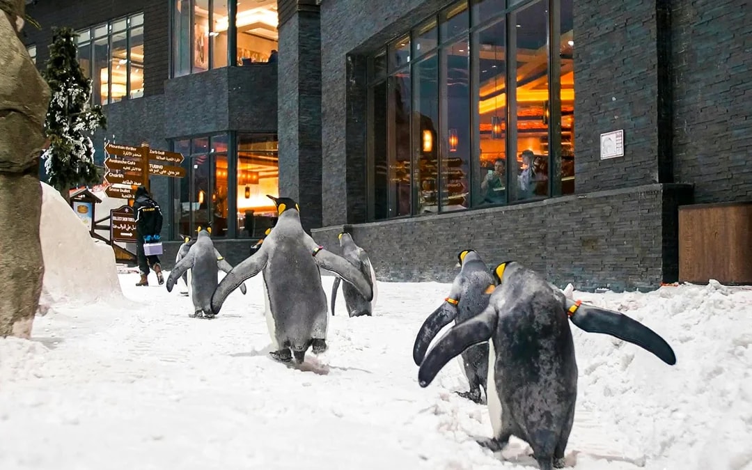 Ski Dubai: Snow Premium Tickets with Penguin Encounter Image 8