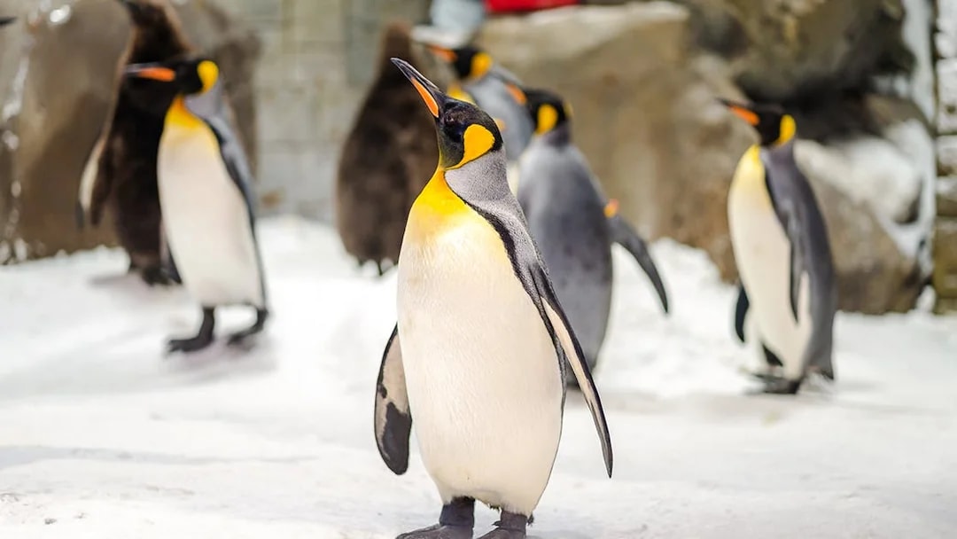 Penguins on snow at Ski Dubai Penguin Encounter.