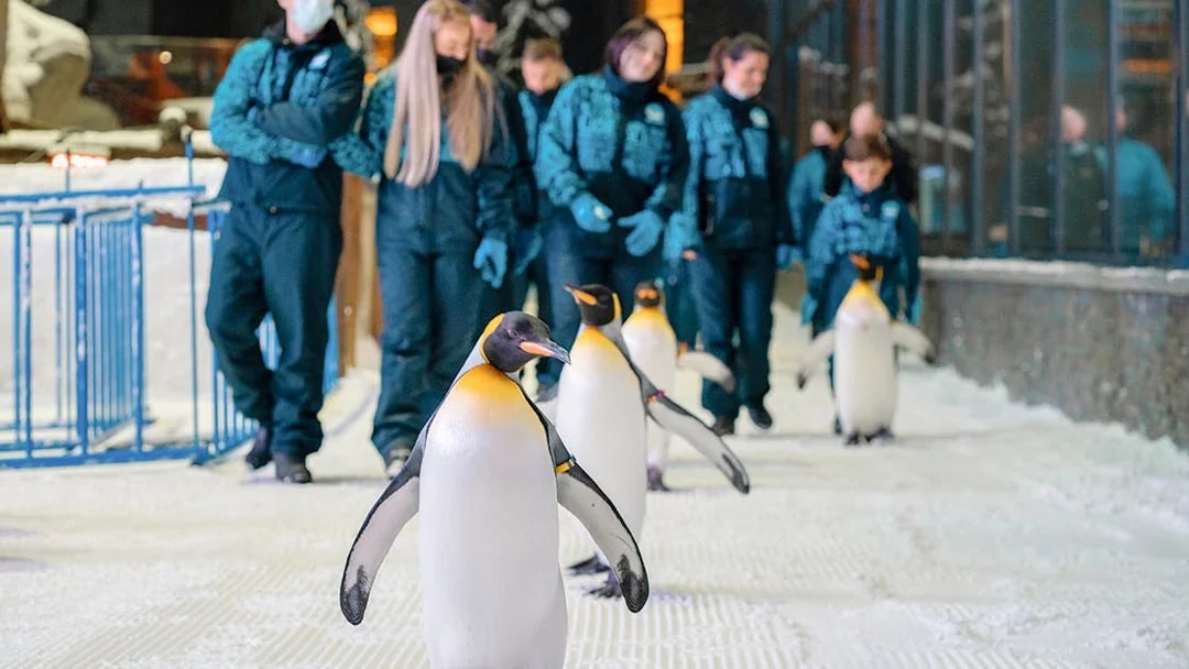 Penguins walking with visitors at Ski Dubai Penguin Encounter.