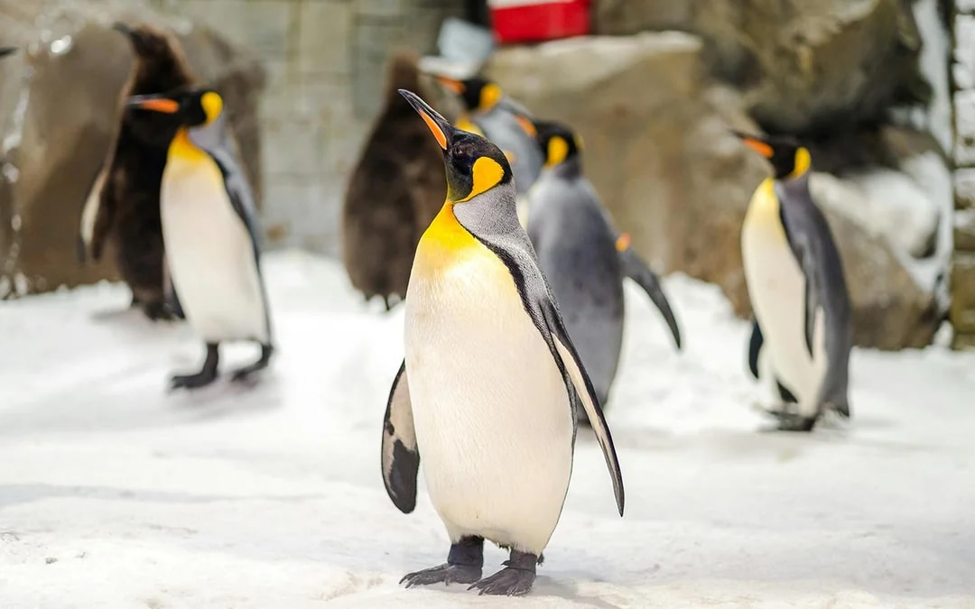 Ski Dubai: Snow Premium Tickets with Penguin Encounter Image 3