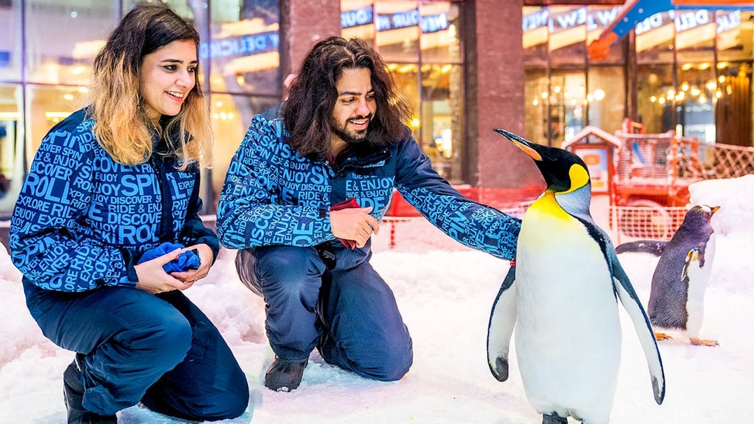 Visitors interacting with penguins at Ski Dubai Penguin Encounter.