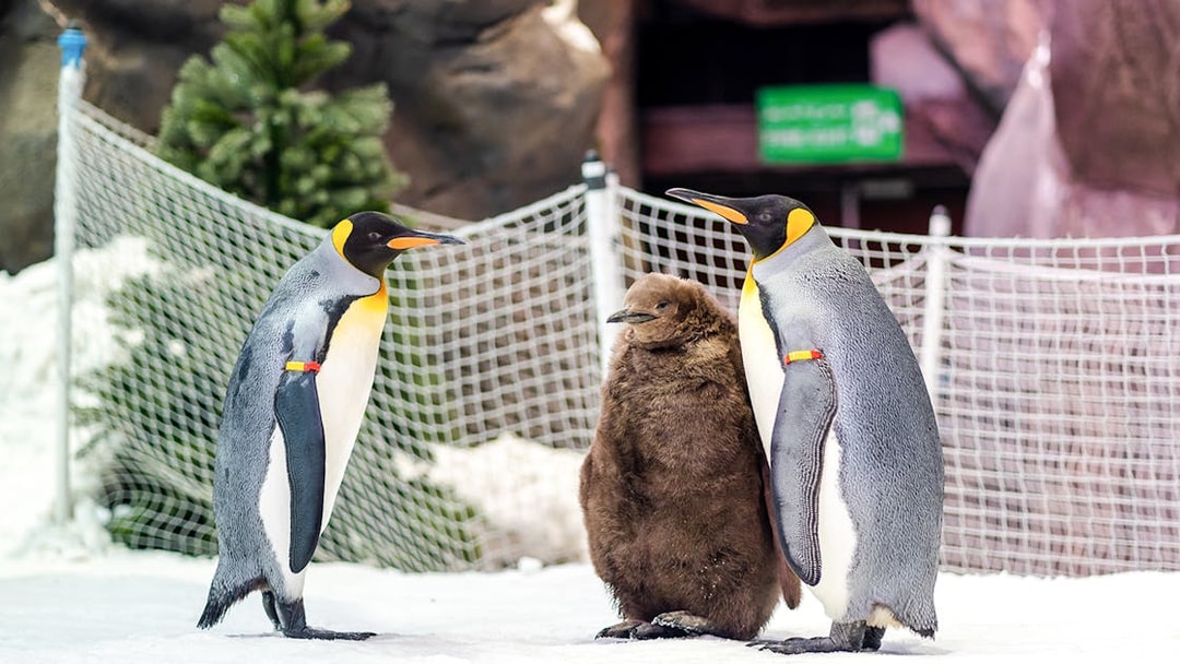 Penguins at Ski Dubai Penguin Encounter standing on snow.