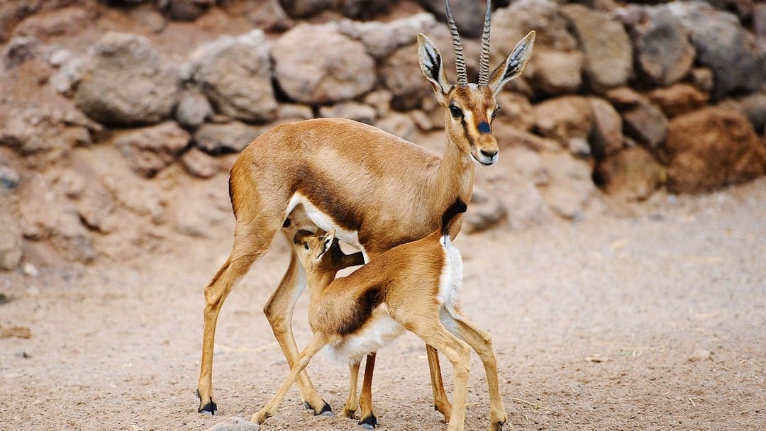 Skip-the-Line Tickets to Oasis Wildlife Fuerteventura