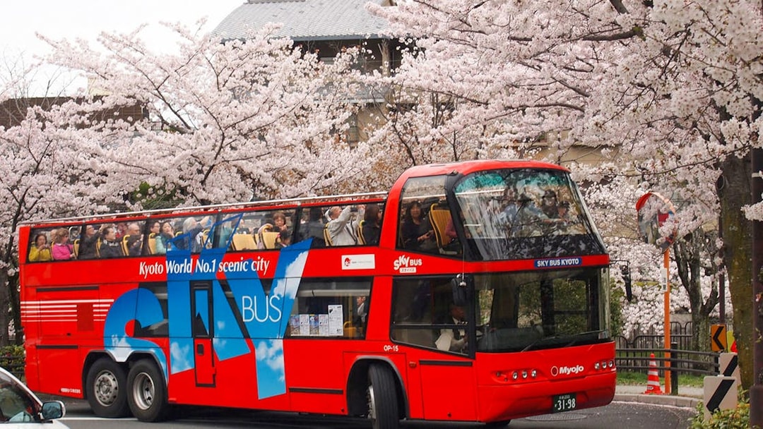Red double-decker bus on Kyoto sightseeing tour passing cherry blossoms.