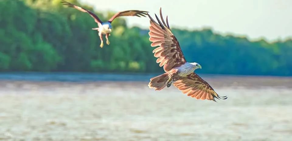 Sky Mirror, Eagle Feeding, Blue Tears, Fireflies Experience | Kuala Selangor, Malaysia