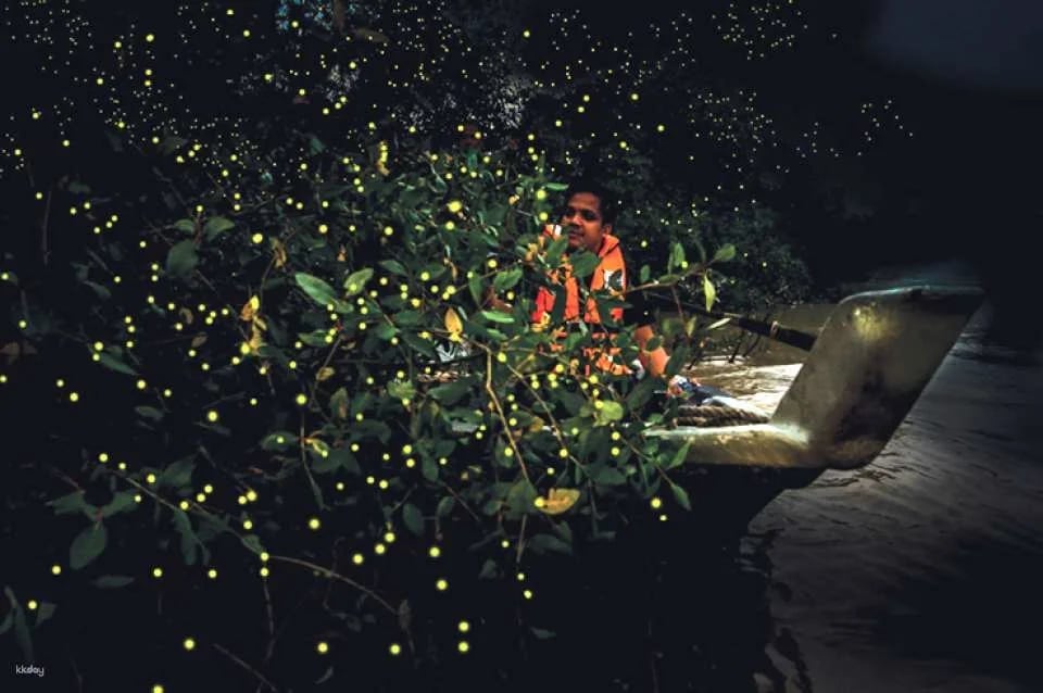 Sky Mirror, Eagle Feeding, Blue Tears, Fireflies Experience | Kuala Selangor, Malaysia