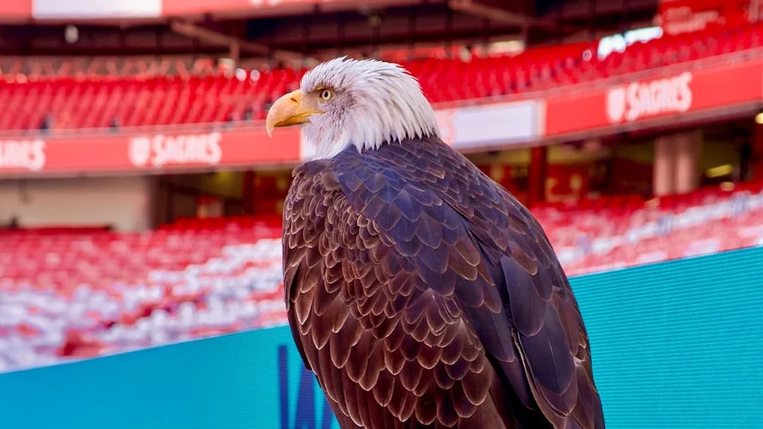 Eagle perched inside Benfica Stadium, Lisbon.