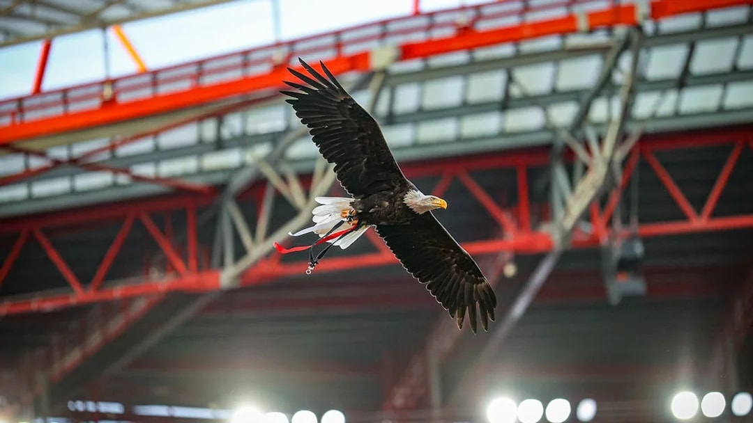 Eagle flying inside Benfica Stadium in Lisbon.