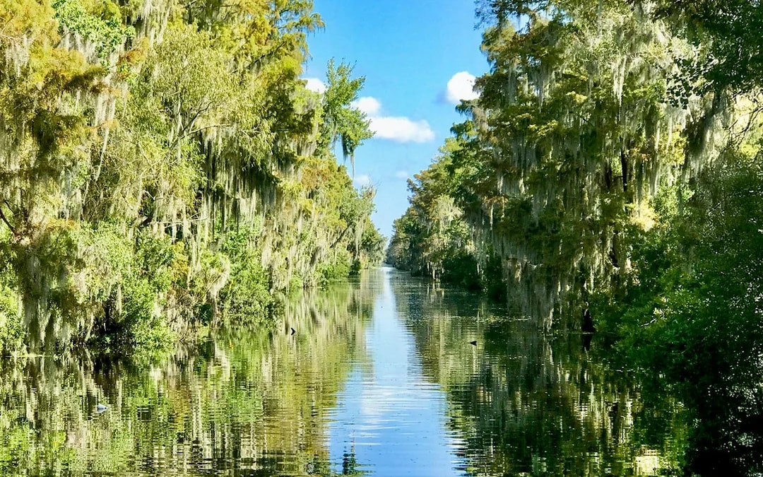 New Orleans: Small Airboat Swamp Tour Image 6