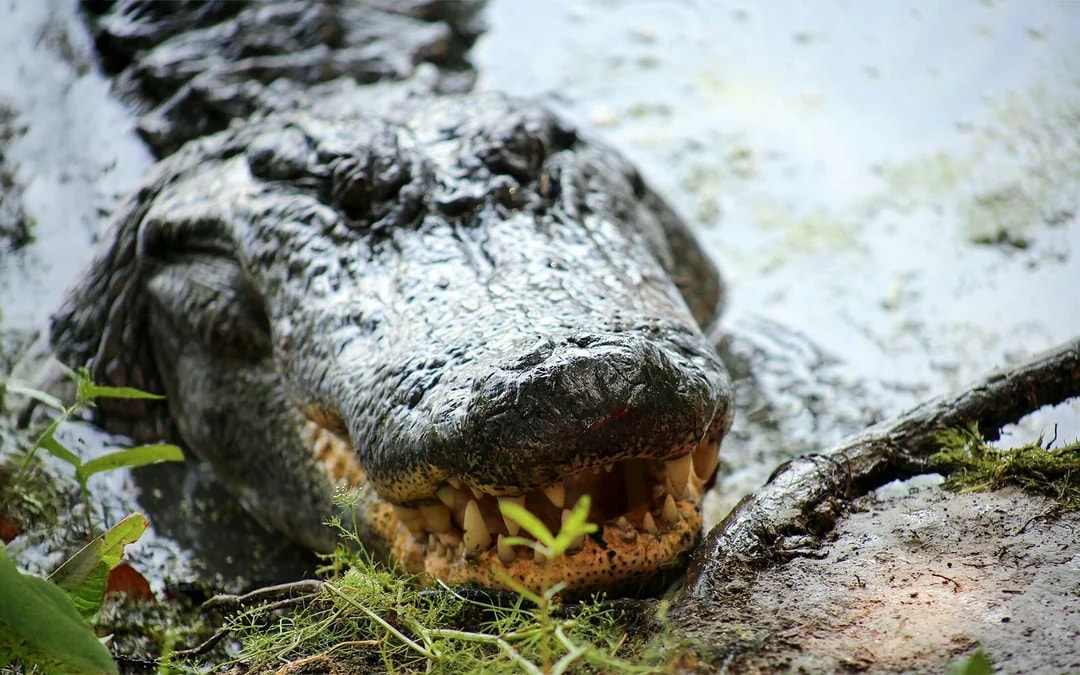 New Orleans: Small Airboat Swamp Tour Image 9