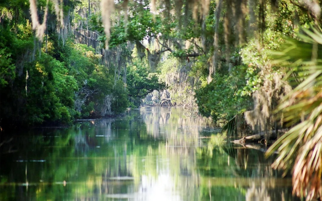 New Orleans: Small Airboat Swamp Tour Image 10