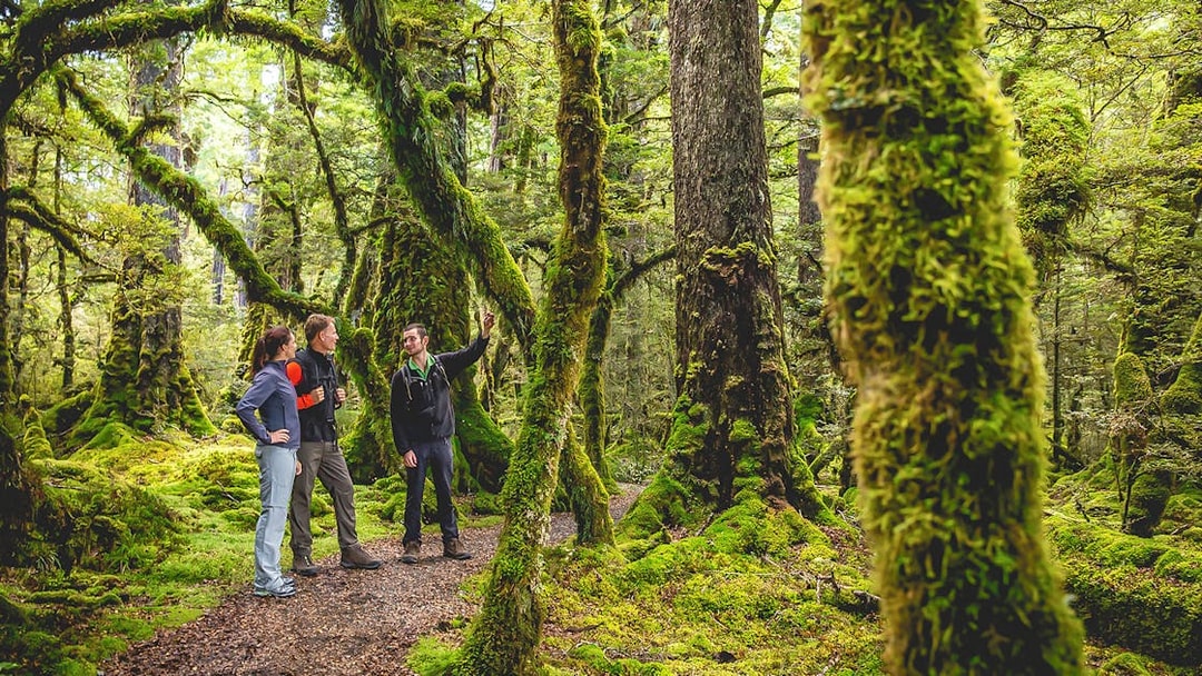 Guided group exploring lush forest on Milford Sound wilderness walk.