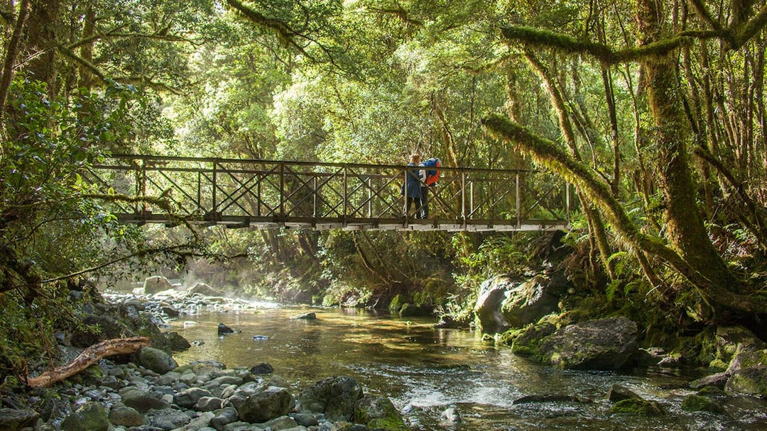 Bridge over forest stream in Milford Sound, New Zealand, with hikers on a Small-Boat Cruise tour.