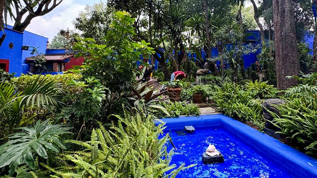 Lush garden with blue walls at Frida Kahlo Museum, Mexico City.