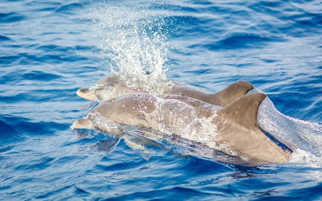 Small Group Whale & Dolphin Watching Cruise