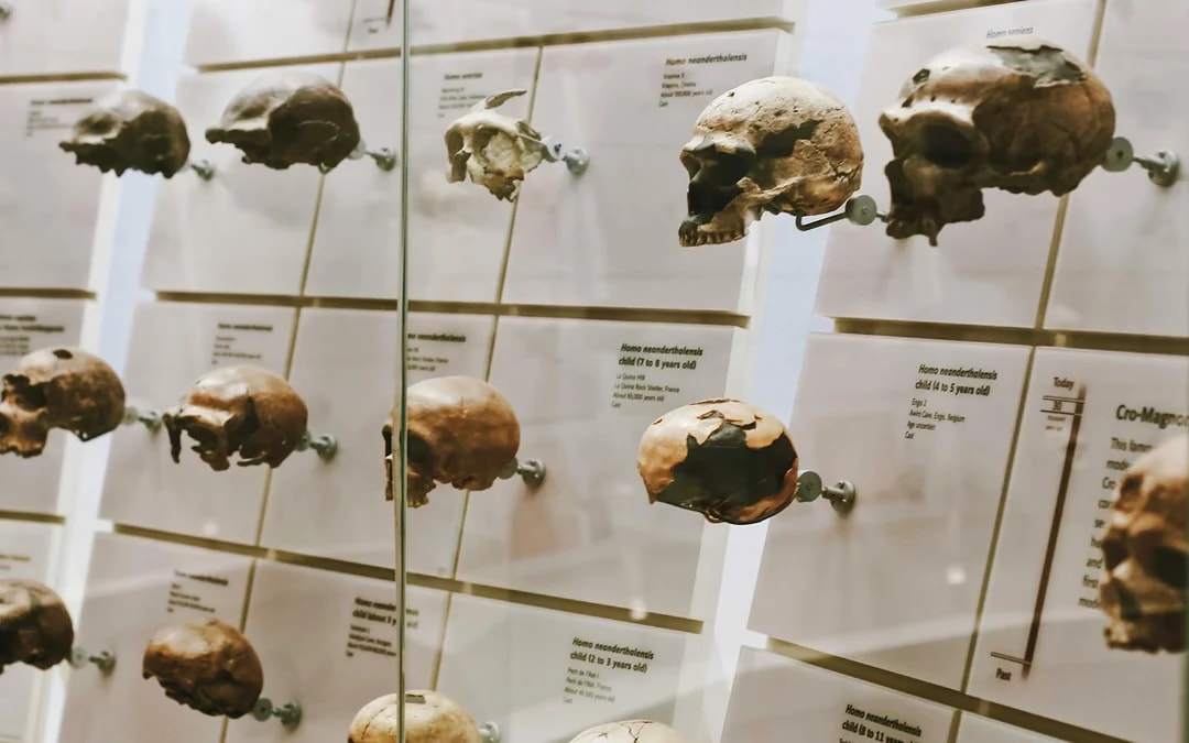 Smithsonian National Museum of Natural History Tours Image 7