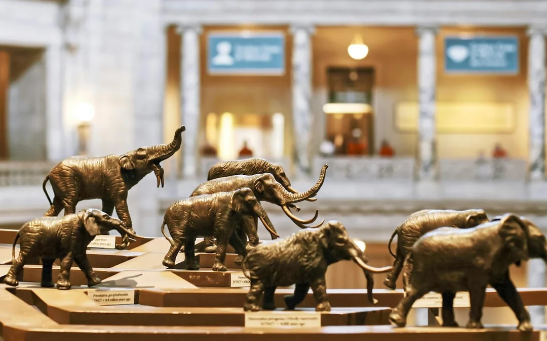 Smithsonian National Museum of Natural History Tours Image 8