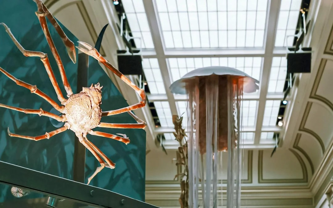 Smithsonian National Museum of Natural History Tours Image 9