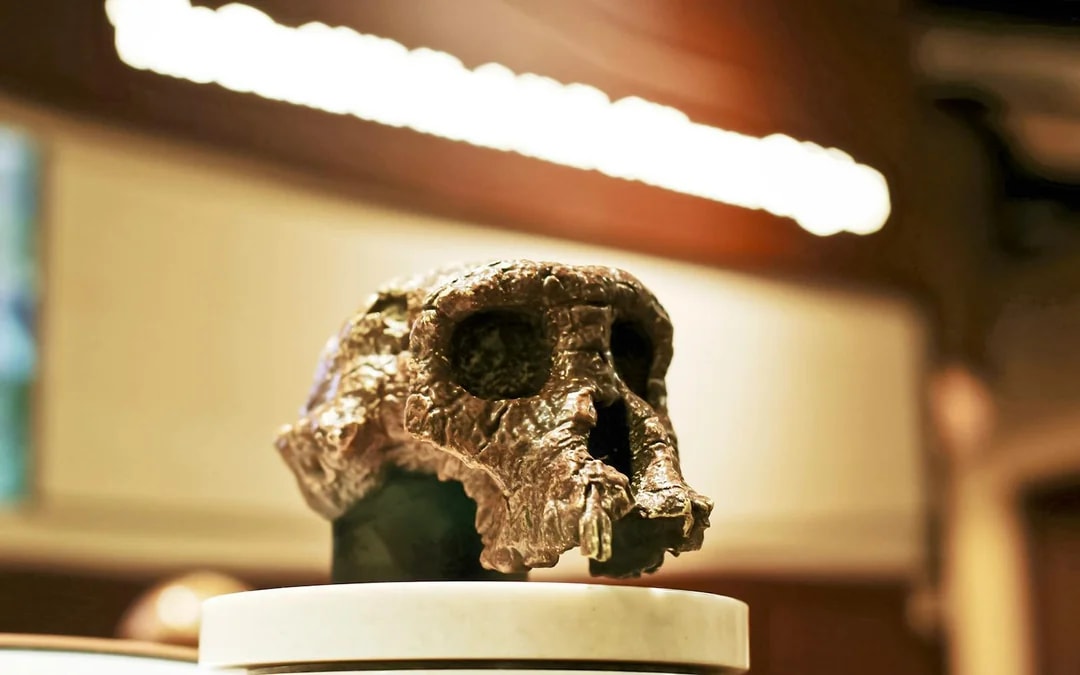 Smithsonian National Museum of Natural History Tours Image 10