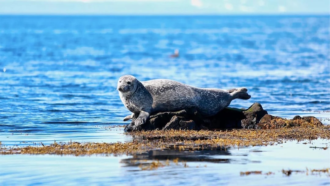 Seal resting on rocks by the sea on Snaefellsnes Peninsula tour.