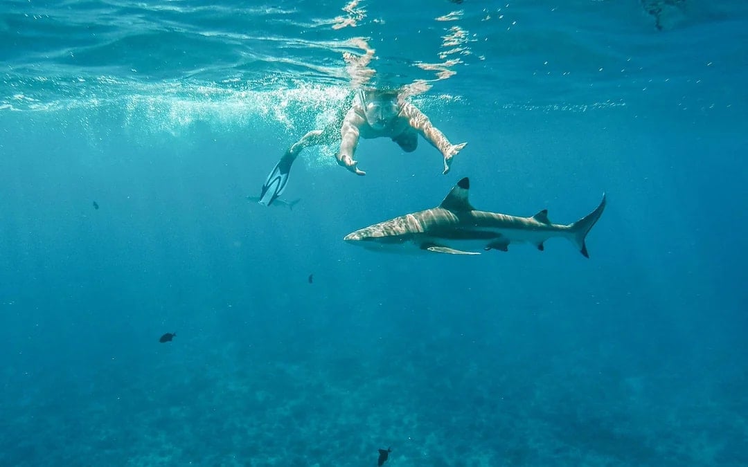 Snorkel with Sharks: Yasawa Island Day Trip With Buffet Lunch & Transfers