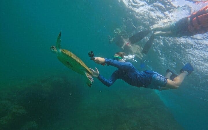Snorkeling Experience with Turtles in Fujairah Coral Reefs with Equipment and Refreshments Image 6