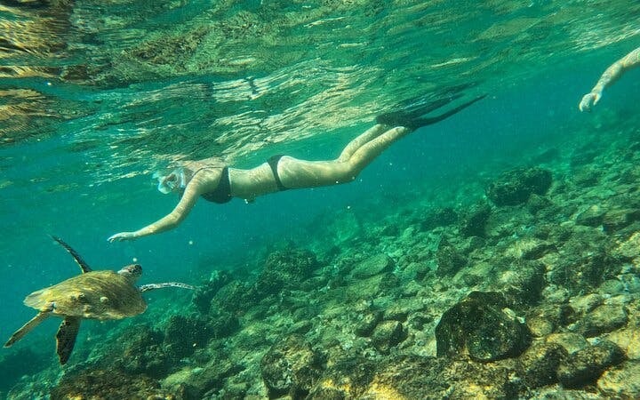 Snorkeling Experience with Turtles in Fujairah Coral Reefs with Equipment and Refreshments Image 9