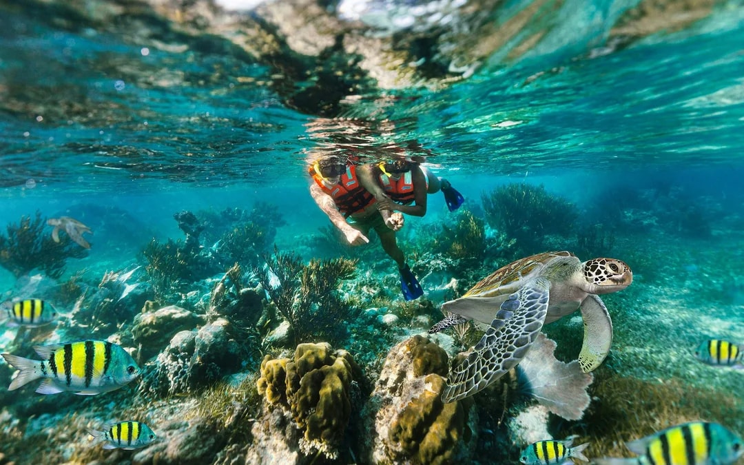 Snorkeling in National Reef Park with Beachside Lunch Image 6