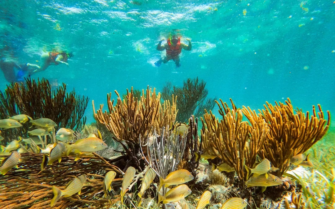 Snorkeling in National Reef Park with Beachside Lunch Image 7