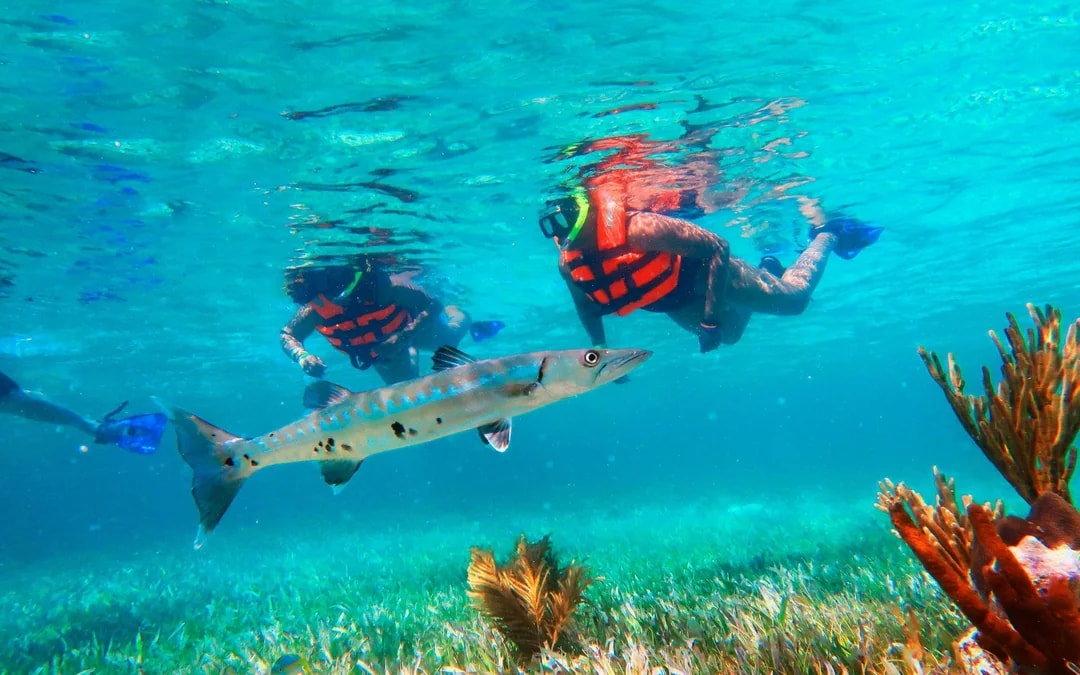 Snorkeling in National Reef Park with Beachside Lunch Image 8